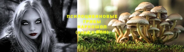 PSILOCYBIN Зерноград